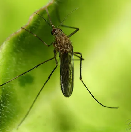 Фото №0 Обработка от комаров и мух