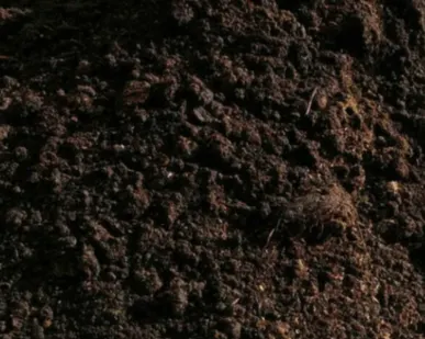 фото Чернозем