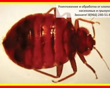 фото Профессиональное уничтожение постельных клопов