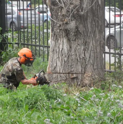 Фото №0 Спил и валка деревьев. Оперативно! Гарантия!