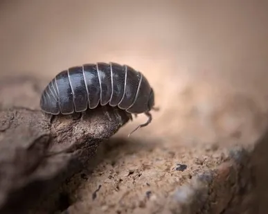 фото Дезинсекция мокриц