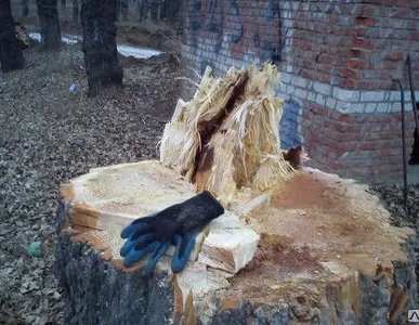 фото Спилить дерево
