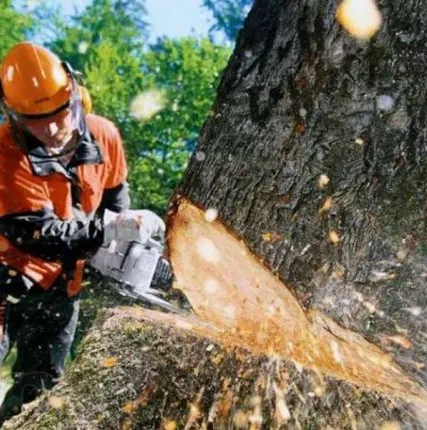 Фото №0 Услуги по спилу деревьев в городе