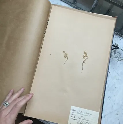 Фото №0 Лист гербария Torsten Hansen Швеция