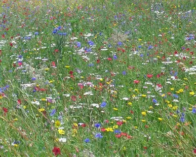 фото Озеленение