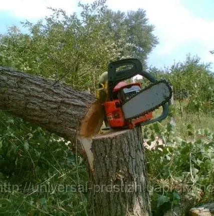 Фото №0 Подрезание деревьев