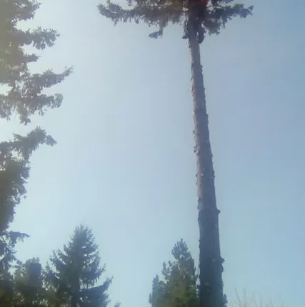 Фото №0 Спиливание деревьев