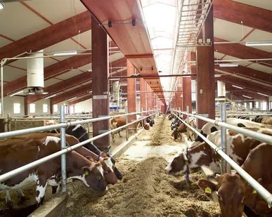 фото Животноводческие комплексы