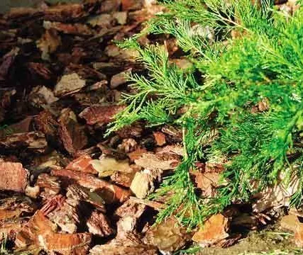 Фото №0 Кора сосновая, мульча декоративная, уп. 50 л