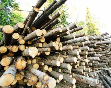 фото Осина,Береза