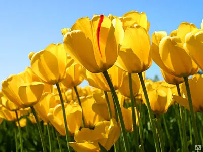 Фото №0 Услуга домашней работницы