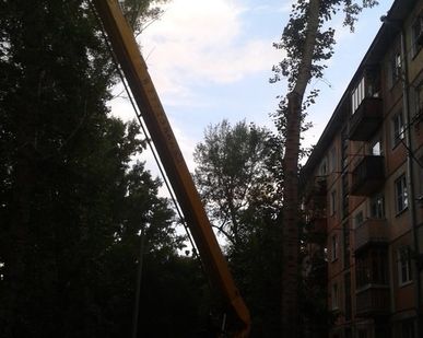 фото Спил деревьев