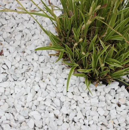 Фото №4 Мраморная крошка