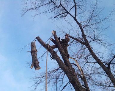 фото Спиливание деревьев