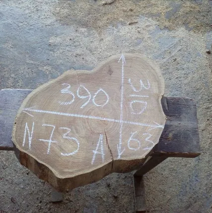 Фото №0 Спил карагач № 73 63х310х390