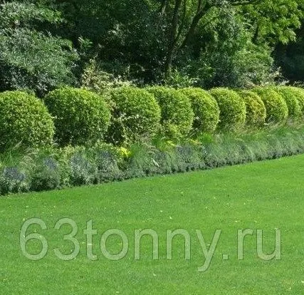 Фото №0 Стрижка травы