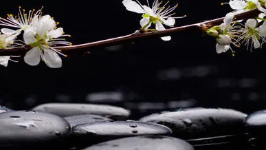 фото Глянцевые стеновые панели МДФ 2800*610*6 SP 067 жасмин