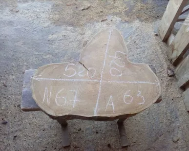 фото Спил карагач № 67 63х420х520