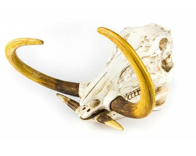 фото Фигура череп бородавочника Shishi CF1130580-G30