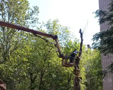 фото Спил деревьев