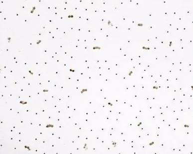 фото Армстронг (armstrong) плита потолочная "ANGARA" 600*600*7 (уп.8,64 м2/под. 414,72 м2) КМ1