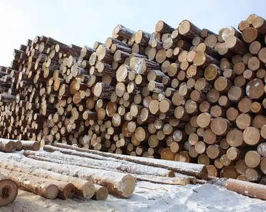 фото Лес кругляк