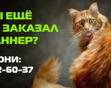 фото Транслюцентная пленка