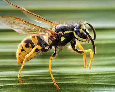 фото Дезинсекция ос