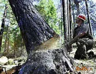 Фото №0 Снос деревьев. Удаление пней.