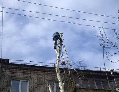 фото Спиливание (кронирование) деревьев
