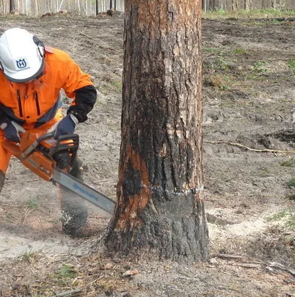 Фото №0 Услуги по спилу деревьев