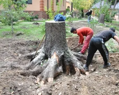 фото Корчевание пней