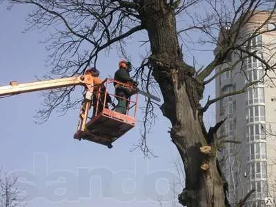 Фото №0 Услуги по спилу деревьев с использованием автовышки