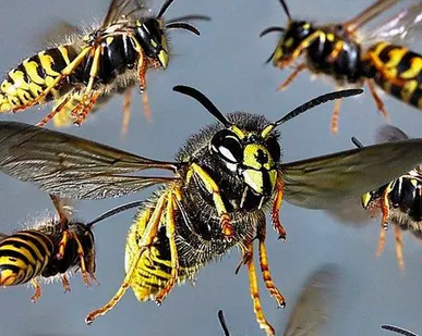 фото Дезинсекция ос