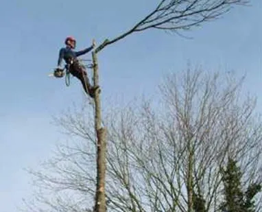 фото Спил и кронирование деревьев
