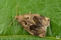 фото Дезинсекция листовертки