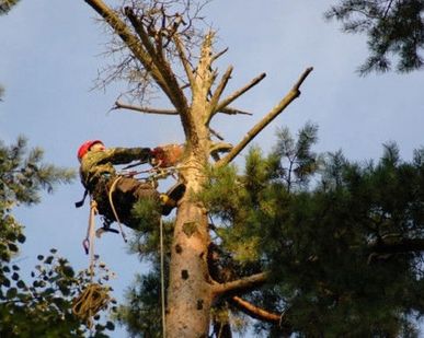 фото Валка деревьев