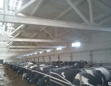 фото Побелка коровников и сельскохозяйсвенных объектов