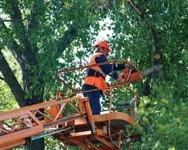 фото Спиливание деревьев рядом с линиями электропередач
в