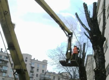 Фото №0 Кронирование и обрезка  деревьев