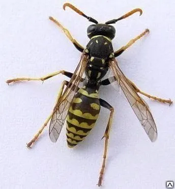 Фото №0 Уничтожение осиных гнезд