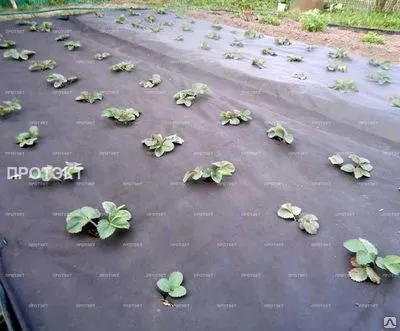 Фото №0 Спанбонд 60 г/м2 3.2х10м белый