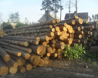 фото Лес кругляк
