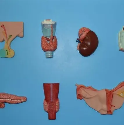 Фото №0 Модель эндокринной системы для обучения