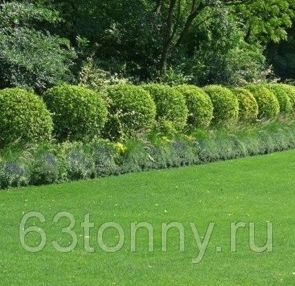Фото №0 Услуги покоса травы в городе