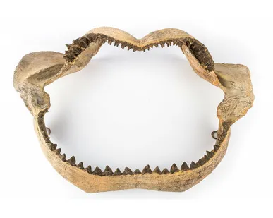 фото Настенное украшение- челюсть акулы Shishi CF1130928-F38