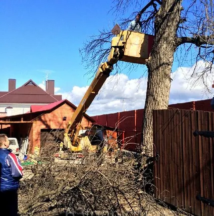 Фото №0 Спилы дерева