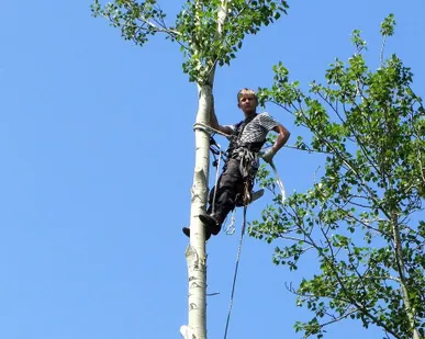 фото Спиливание деревьев
