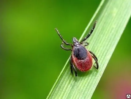 Фото №0 Услуга по обработке от клещей, уничтожение клещей
