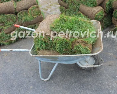 фото Устройство рулонного газона